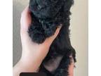 Havamalt Puppy for sale in Orlando, FL, USA