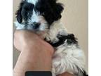 Havamalt Puppy for sale in Orlando, FL, USA