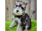 Schnauzer (Miniature) Puppy for sale in Donnellson, IA, USA