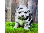 Mutt Puppy for sale in Donnellson, IA, USA