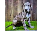 Great Dane Puppy for sale in Donnellson, IA, USA