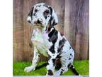 Great Dane Puppy for sale in Donnellson, IA, USA