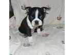 Boston Terrier Puppy for sale in Parkers Prairie, MN, USA