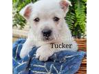 West Highland White Terrier Puppy for sale in Port Royal, PA, USA