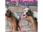 Ckc puppy 1