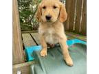 Golden Retriever Puppy for sale in Dudley, MA, USA