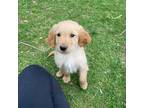 Golden Retriever Puppy for sale in Dudley, MA, USA