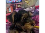 Yorkshire Terrier Puppy for sale in Murfreesboro, TN, USA