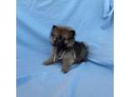 Pomeranian Puppy for sale in La Habra, CA, USA
