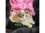 Akc Alice