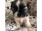 Shih Tzu Puppy for sale in Springfield, MO, USA