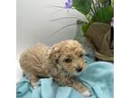 Maltipoo Puppy for sale in Wayland, NY, USA