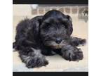 Schnauzer (Miniature) Puppy for sale in San Antonio, TX, USA