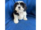 Shih Tzu Puppy for sale in Bowling Green, KY, USA