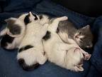 Spirit (destiny Kittens), Domestic Shorthair For Adoption In Alexandria