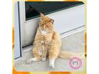 Garfield, Domestic Shorthair For Adoption In Santa Ana, California