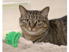 Angel, Domestic Shorthair For Adoption In Newington, Connecticut