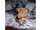 Chihuahua Puppy for sale in Peoria, IL, USA
