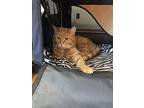 Squip, Domestic Shorthair For Adoption In Cleveland, Ohio