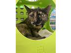 Amora, Domestic Shorthair For Adoption In Cleveland, Ohio