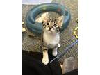 Orion, Domestic Shorthair For Adoption In Richmond, British Columbia