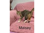 Maisie, Domestic Shorthair For Adoption In Fairfield, Illinois