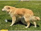 Tarlington, Golden Retriever For Adoption In Locust Fork, Alabama