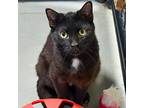 Norman, Domestic Shorthair For Adoption In Des Moines, Iowa
