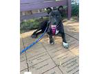 Wiggles, Labrador Retriever For Adoption In Oakland, Florida