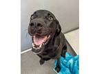 Benji, Labrador Retriever For Adoption In Des Moines, Iowa