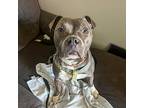 Two Ton Torrence, American Pit Bull Terrier For Adoption In Des Moines, Iowa