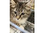 Everest, Domestic Mediumhair For Adoption In W. Windsor, New Jersey