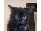 Tinka, Domestic Mediumhair For Adoption In Houston, Texas