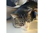 Quinn, Domestic Shorthair For Adoption In W. Windsor, New Jersey