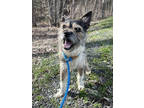 Tahj, Terrier (unknown Type, Small) For Adoption In Brattleboro, Vermont