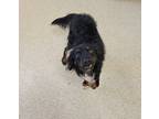 Artie, Dachshund For Adoption In Mount Holly, New Jersey