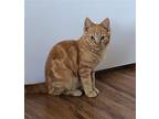 Lil Red, Domestic Mediumhair For Adoption In Youngtown, Arizona
