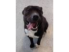 Bernie, American Pit Bull Terrier For Adoption In Lakeside, Arizona