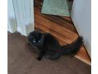 Feather, Maine Coon For Adoption In Fowlerville, Michigan