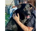Mack, Labrador Retriever For Adoption In Doylestown, Pennsylvania
