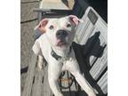 Hope, American Pit Bull Terrier For Adoption In Blue Ridge, Georgia