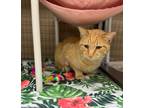 Paul, Domestic Shorthair For Adoption In Maryville, Missouri