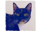 Ellie, Domestic Shorthair For Adoption In Slinger, Wisconsin