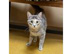 Grizabella, Domestic Shorthair For Adoption In Maryville, Missouri