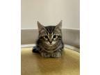 Creed, Domestic Shorthair For Adoption In Maryville, Missouri