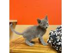 Branch, Domestic Shorthair For Adoption In Maryville, Missouri