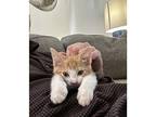 Meow, Domestic Shorthair For Adoption In Johnston, Rhode Island