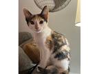 Meow, Calico For Adoption In Johnston, Rhode Island