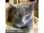 Whimsy (bonded With Wren), Domestic Shorthair For Adoption In Toronto, Ontario