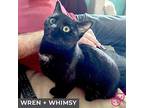 Wren (bonded With Whimsy), Domestic Shorthair For Adoption In Toronto, Ontario